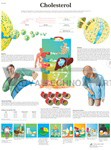 Cholesterol - Anatomical Chart